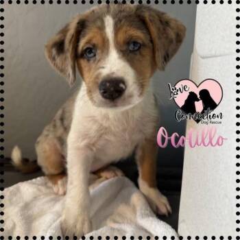 Australian Shepherd Dogs Available for Adoption in Gilbert, Arizona - Ocotillo | PetCurious