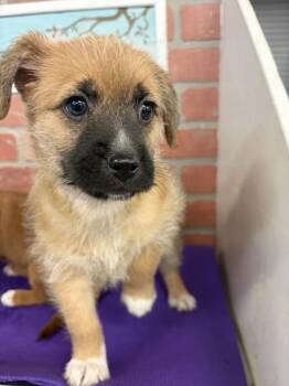 A2084053 -  Chihuahua and Mixed Breed Dog for Adoption in Houston, Texas - A2084053 | PetCurious