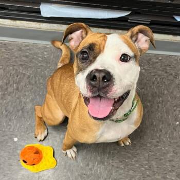 Asha -  Pit Bull Terrier Dog for Adoption in Homewood, Illinois - Asha | PetCurious