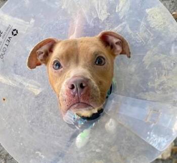 Sage -  Mixed Breed Dog for Adoption in Hobart, Indiana - Sage | PetCurious