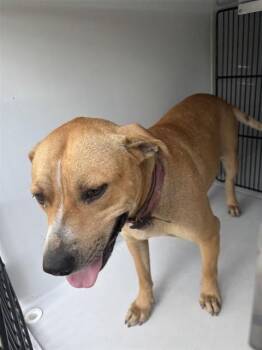 A659212 -  Black Mouth Cur and Mixed Breed Dog for Adoption in Houston, Texas - A659212 | PetCurious