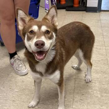 Brandi Brandt -  Husky Dog for Adoption in East St. Louis, Illinois - Brandi Brandt | PetCurious