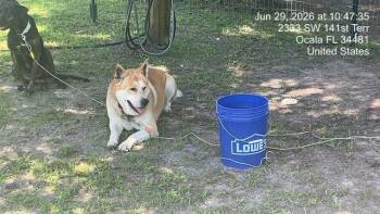 A385096 -  German Shepherd Dog and Mixed Breed Dog for Adoption in Ocala, Florida - A385096 | PetCurious