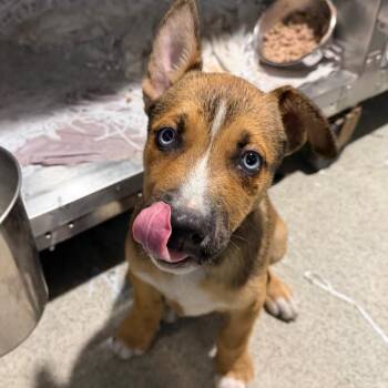 Sarge -  Shepherd and Mixed Breed Dog for Adoption in Tampa, Florida - Sarge | PetCurious