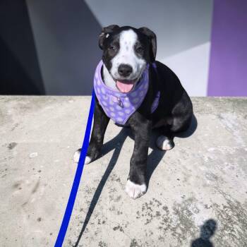 Labrador Retriever Dogs Available for Adoption - Kevin | PetCurious