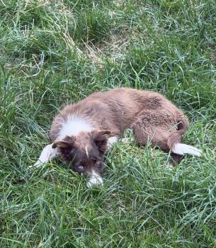 Lyric -  Border Collie Dog for Adoption in Waunakee, Wisconsin - Lyric | PetCurious