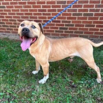 David -  Boxer and Mixed Breed Dog for Adoption in Chester, Maryland - David | PetCurious