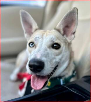 Benny -  Shepherd and Husky Dog for Adoption in Paris, Kentucky - Benny | PetCurious