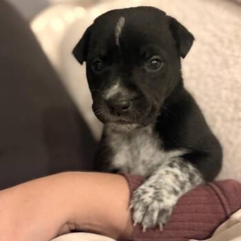 Mixed Breed Dogs Available for Adoption - Allium | PetCurious