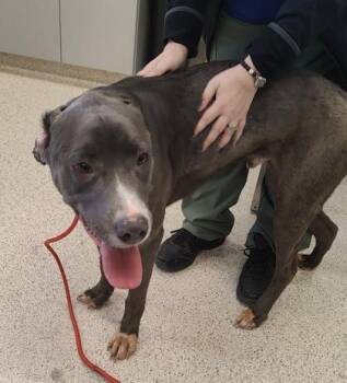 Mixed Breed Dogs Available for Adoption in Lafayette, Indiana - Scrabble | PetCurious