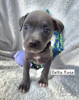 Delta Rose (26-134 D) -  Mixed Breed Dog for Adoption in Lansing, Michigan - Delta Rose (26-134 D) | PetCurious