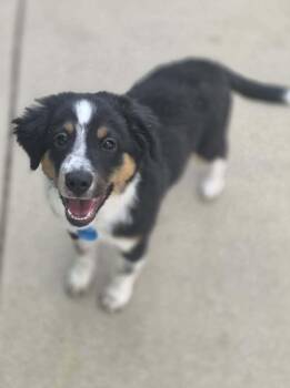 Betsy -  Australian Shepherd Dog for Adoption in Troy, Illinois - Betsy | PetCurious