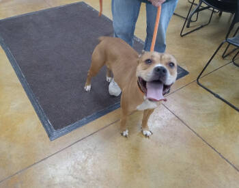 Rescue Pit Bull Terrier Dogs for Adoption in Austin, Minnesota - Liza | PetCurious