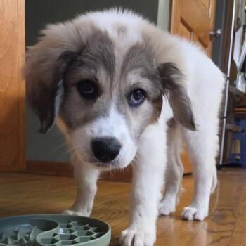 Ginger Spice -  Great Pyrenees Dog for Adoption in South Elgin, Illinois - Ginger Spice | PetCurious