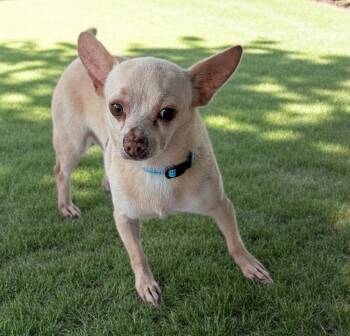 Patton -  Chihuahua Dog for Adoption in Fort Myers, Florida - Patton | PetCurious