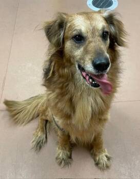 Golden Retriever Dogs Available for Adoption in Houghton Lake, Michigan - Kona | PetCurious