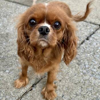 Cavalier King Charles Spaniel Dogs Available for Adoption in Brockport, New York - Bunny  | PetCurious