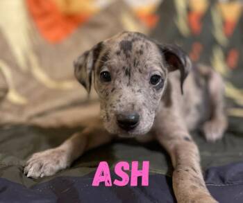 Ash -  Mixed Breed Dog for Adoption in Shalimar, Florida - Ash | PetCurious