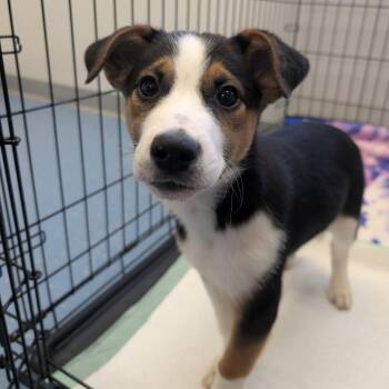 Border Collie and Chihuahua Dogs Available for Adoption - Buster | PetCurious