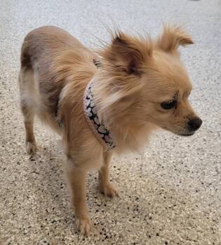 Moon -  Pomeranian Dog for Adoption in Grand Rapids, Minnesota - Moon | PetCurious