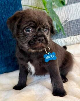 Nico -  Pug and Cairn Terrier Dog for Adoption in Orange, California - Nico | PetCurious