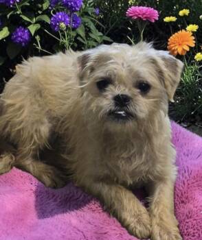 Spanky -  Maltese and Pug Dog for Adoption in Los Angeles, California - Spanky | PetCurious