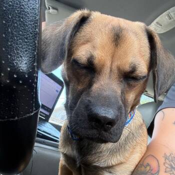 Ranger -  Beagle and Dachshund Dog for Adoption in Galveston, Texas - Ranger | PetCurious
