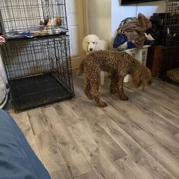 Rescue Standard Poodle Dogs for Adoption in Moreno Valley, California - Kanobie | PetCurious