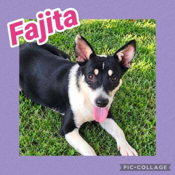 Fajita -  Cattle Dog Dog for Adoption in Ringwood, New Jersey - Fajita | PetCurious