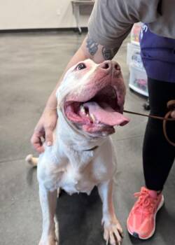 Miss Lyle -  Mixed Breed Dog for Adoption in Atlanta, Georgia - Miss Lyle | PetCurious