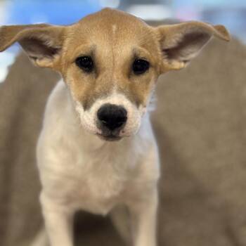 Kim -  Mixed Breed Dog for Adoption in Medford, Oregon - Kim | PetCurious