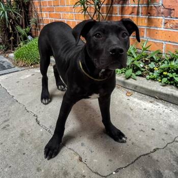 Labrador Retriever Dogs Available for Adoption in Kenedy, Texas - Knox | PetCurious