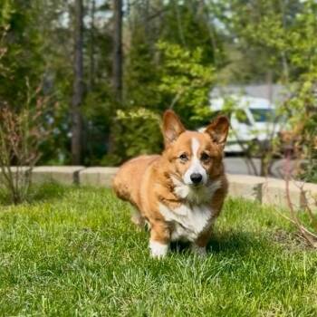 Corgi Dogs Available for Adoption in Bellingham, Washington - Marty | PetCurious