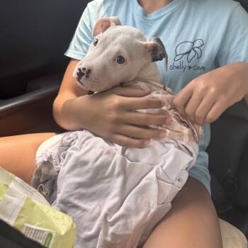 Alfredo -  Mixed Breed Dog for Adoption in Rockville, Maryland - Alfredo | PetCurious