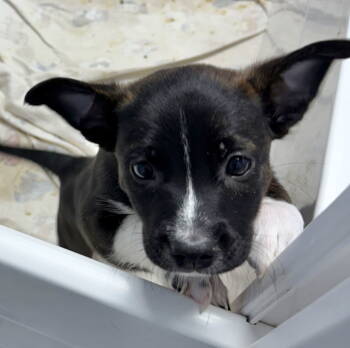 Rescue Parson Russell Terrier Dogs for Adoption in Gilberts, Illinois - U-DING DONG | PetCurious