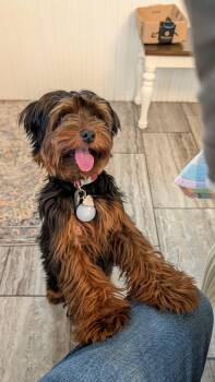 Yorkie Poo Dogs Available for Adoption - Lucy Lou | PetCurious