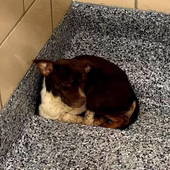 Bonnie -  Beagle and Mixed Breed Dog for Adoption in Overland Park, Kansas - Bonnie | PetCurious