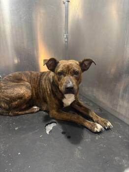 American Staffordshire Terrier Dogs Available for Adoption in San Antonio, Texas - A803076 | PetCurious