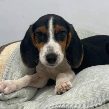 Rodeo -  Basset Hound and Beagle Dog for Adoption in Raleigh, North Carolina - Rodeo | PetCurious