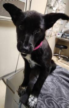 Border Collie Dogs Available for Adoption in Fort Collins, Colorado - Victoria | PetCurious