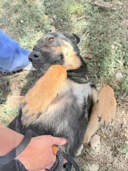 Wasabi -  German Shepherd Dog Dog for Adoption in Las Vegas, New Mexico - Wasabi | PetCurious