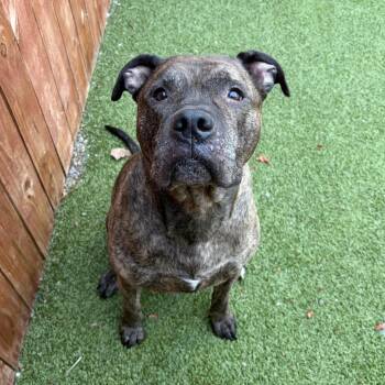 Thane -  Mastiff and Mixed Breed Dog for Adoption in Binghamton, New York - Thane | PetCurious