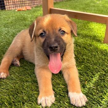 Triton -  Shepherd Dog for Adoption in Torrey, Utah - Triton | PetCurious