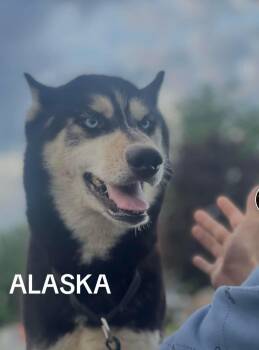 ALASKA -  Siberian Husky Dog for Adoption in Northlake, Illinois - ALASKA | PetCurious