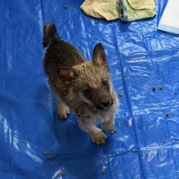 Ashbury -  Mixed Breed Dog for Adoption in Buffalo, Minnesota - Ashbury | PetCurious