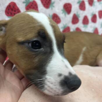 Mikasa -  Boxer and Mixed Breed Dog for Adoption in Tampa, Florida - Mikasa | PetCurious