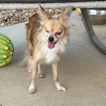 Doug -  Yorkshire Terrier and Papillon Dog for Adoption in Southside, Tennessee - Doug | PetCurious