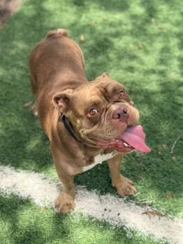 CANVAS -  American Bulldog Dog for Adoption in Sugar Land, Texas - CANVAS | PetCurious