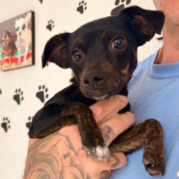 Henna -  Mixed Breed Dog for Adoption in Las Cruces, New Mexico - Henna | PetCurious