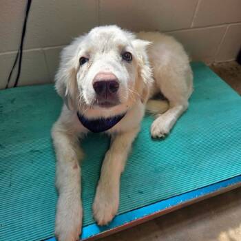 Poppy -  Great Pyrenees Dog for Adoption in Huntsville, Alabama - Poppy | PetCurious